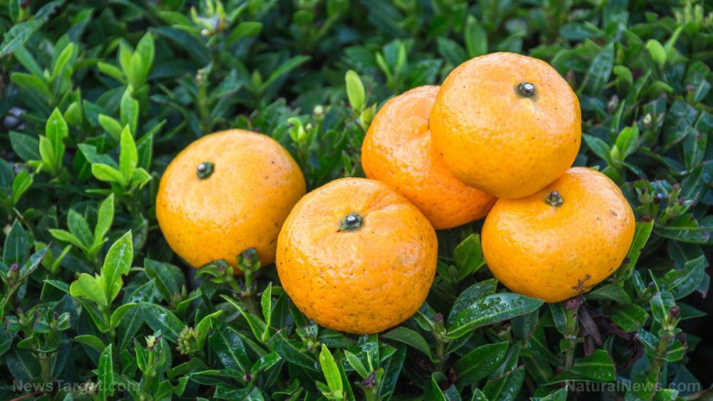 Nine reasons to eat an orange (plus a recipe for orange salad dressing)
