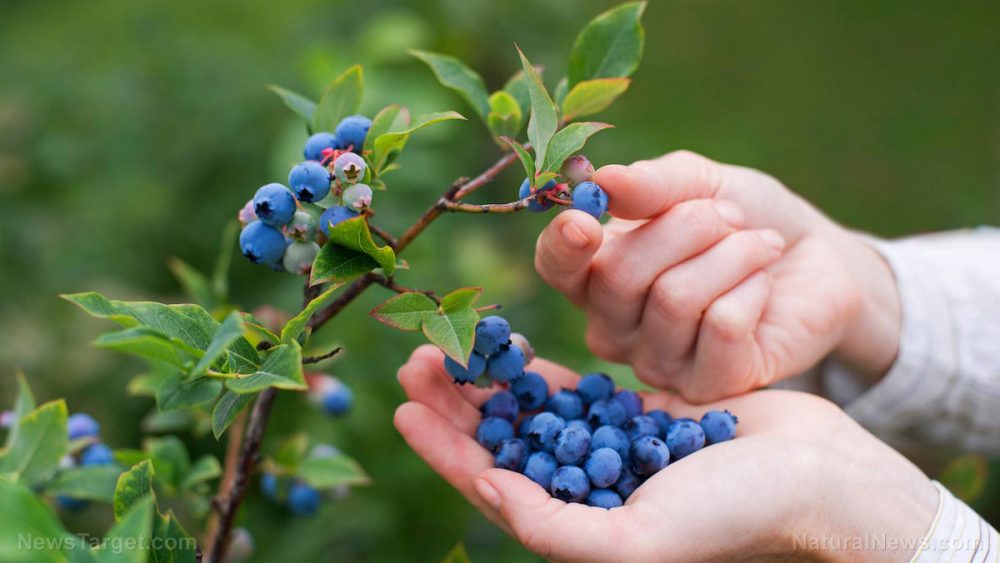 Comprehensive study confirms the cardioprotective effects of blueberries and strawberries