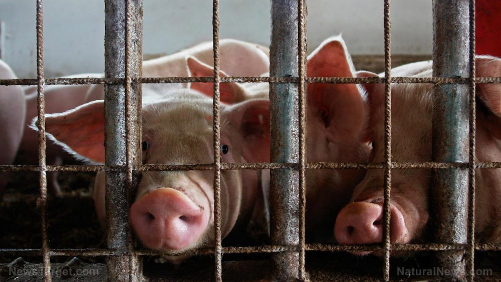 PUTRID MEAT: Filthy conditions uncovered in pig and chicken meat plants