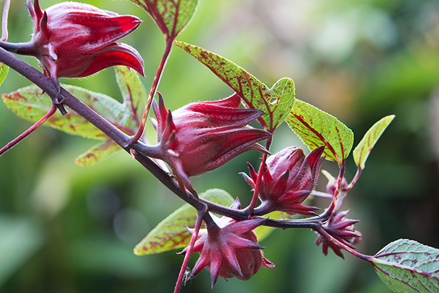 Roselle calyces extract found to provide natural color and health benefits for use in food and pharmaceutical industries