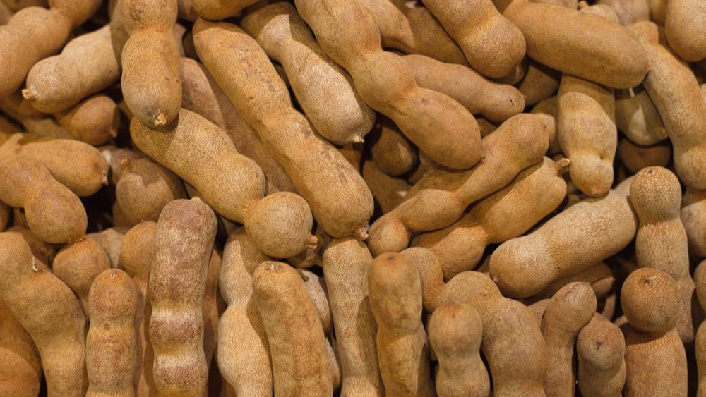 Tamarind, a tropical fruit used in traditional medicine, found to kill drug-resistant bacteria
