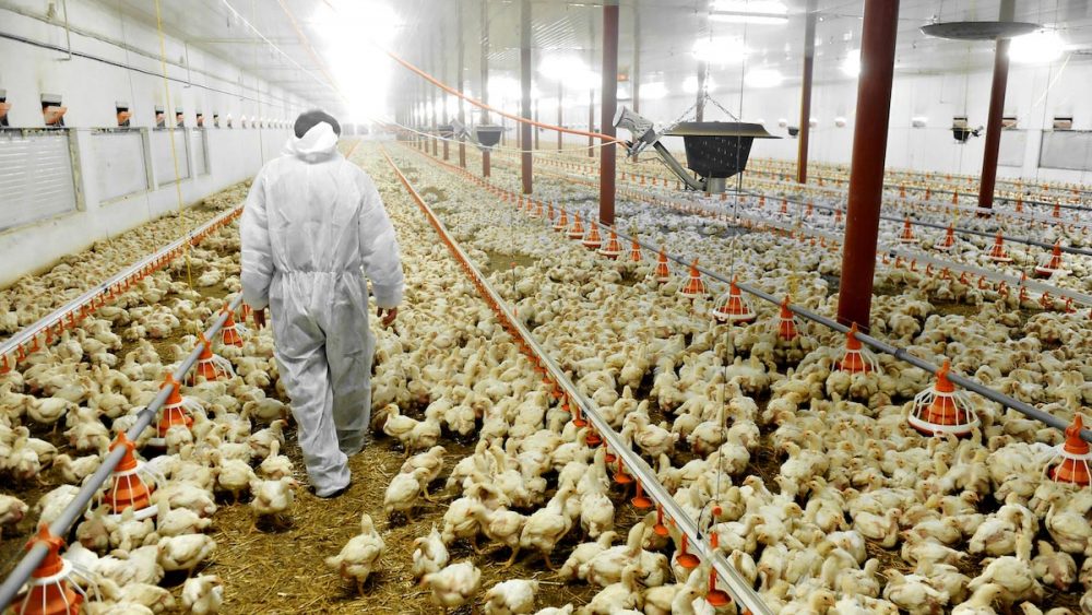 U.S. chicken farms are so dirty, meat has to be washed with chlorine before being sold for human consumption