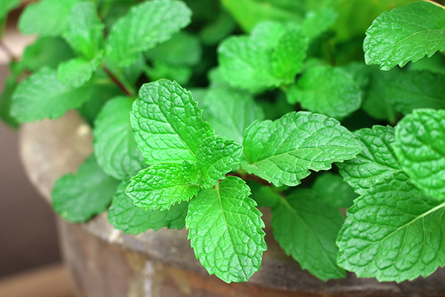 Studies show that peppermint can prevent sickness from coming on in the first place