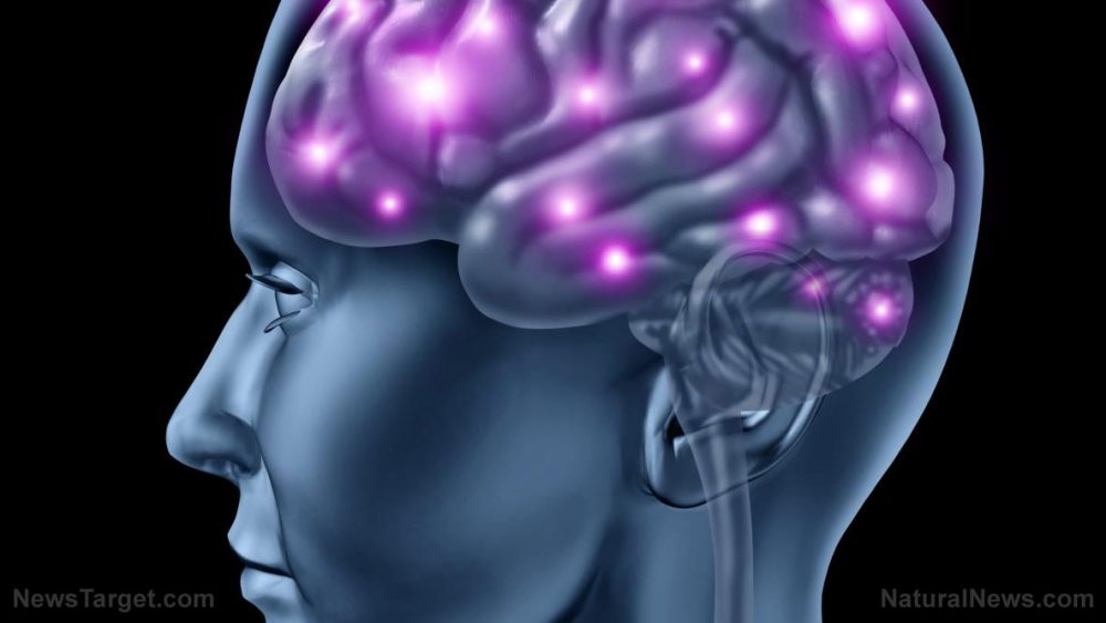 How fasting boosts brain power
