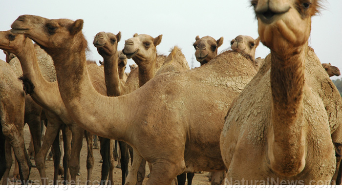 Camel’s milk found to reduce the risk of cardiovascular disease from hypertension