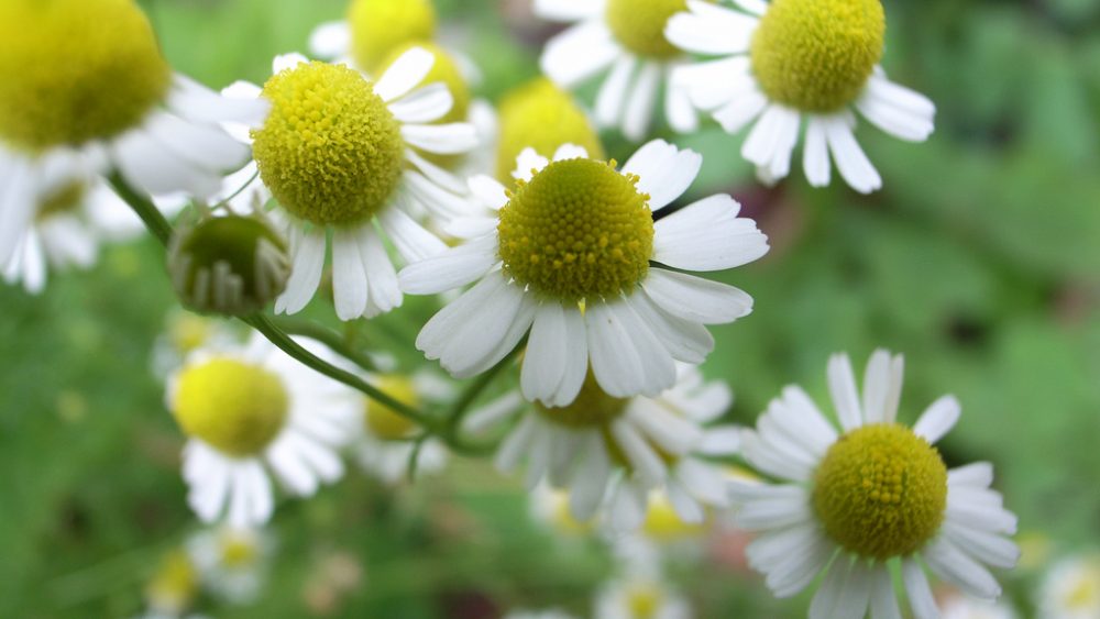 Chamomile tea is not just for promoting sleep; it has other health benefits as well
