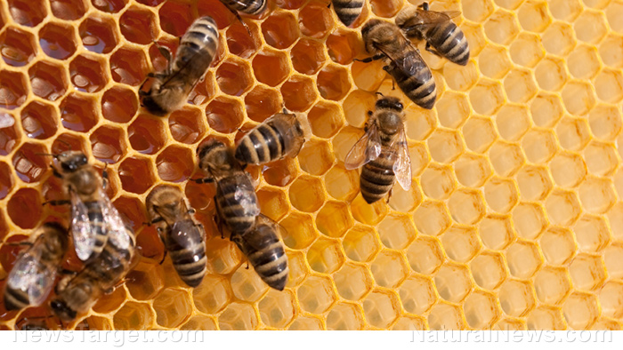Another superfood to add to your pantry: 9 Surprising benefits of bee propolis