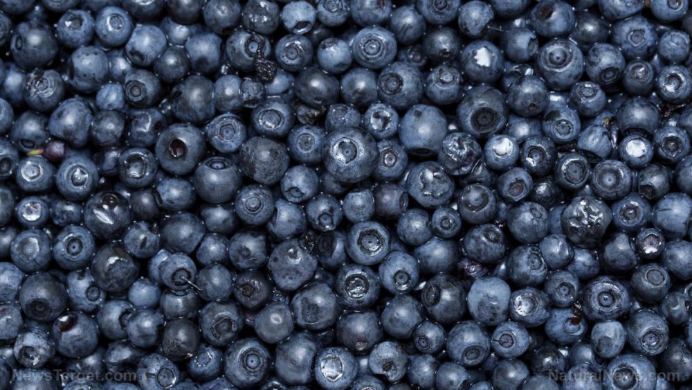 Anthocyanin-rich blueberries improve gut health and reduce chronic inflammation