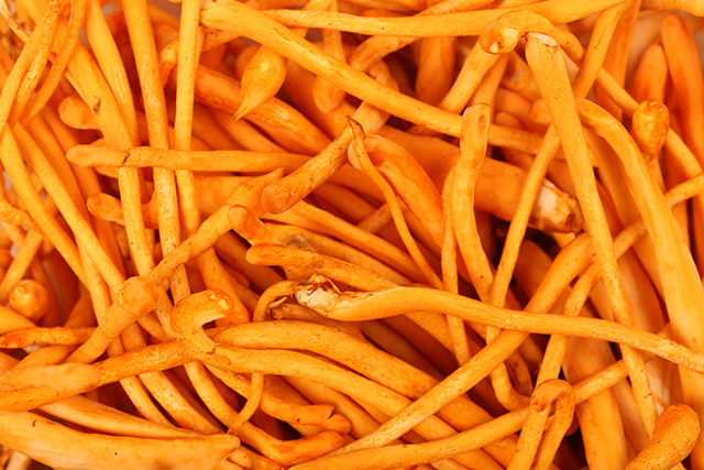 Eat cordyceps before high-intensity exercise to improve endurance