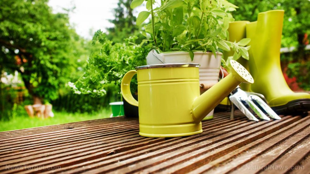 Eat healthier AND save money by growing your own food at home