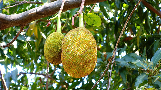 Characterizing the functional properties of a protein isolate from jackfruit seeds