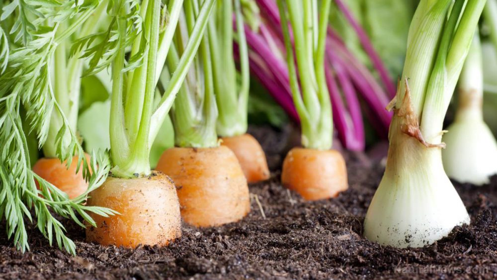 10 Healing superfoods you can easily grow in your garden