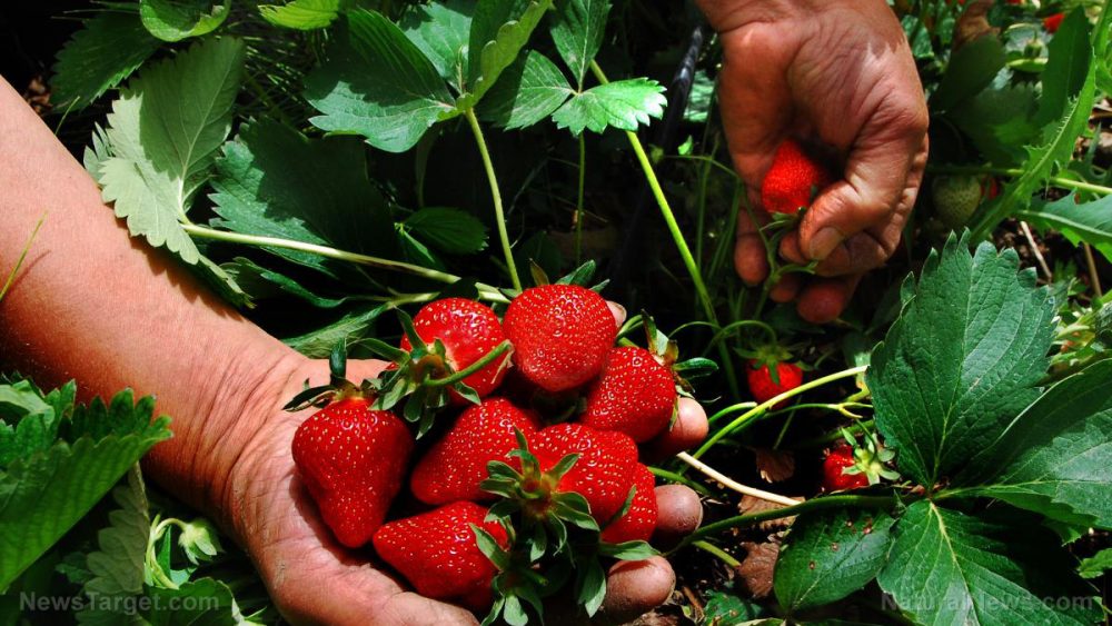 Organically grown strawberries improve gut health, make you less likely to have diarrhea