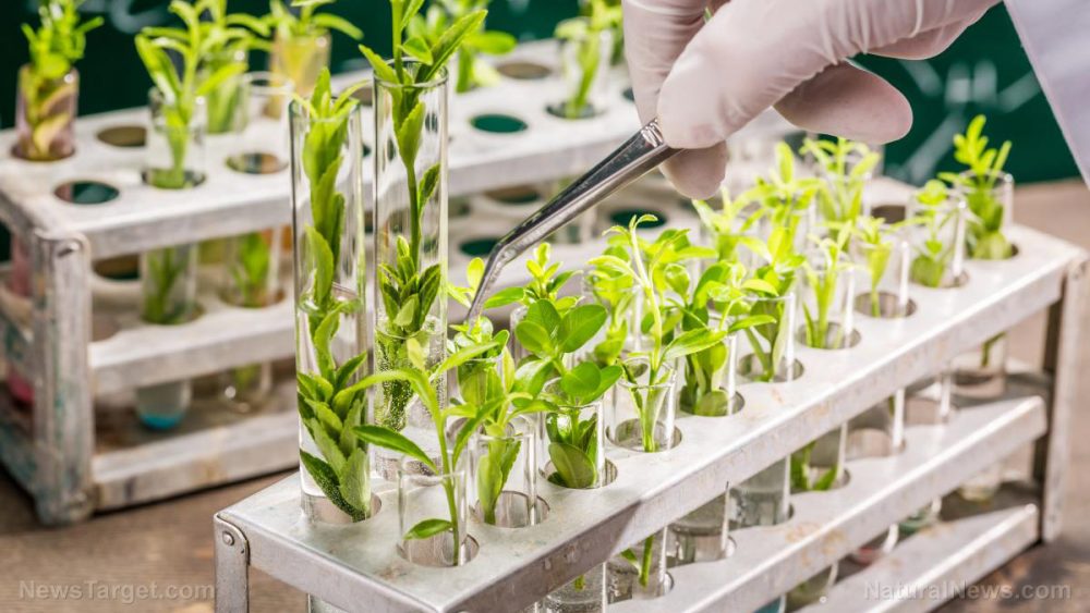 Plant cell cultures: Would you eat vegetables grown in a lab if they were nutritious and tasty?