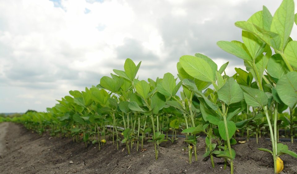 Edamame farmers are using rye as a cover crop to reduce the use of herbicides