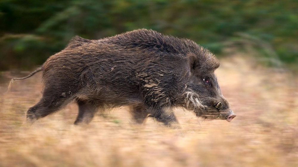 The Japanese have developed a crop-saving robotic wolf to scare off wild boars