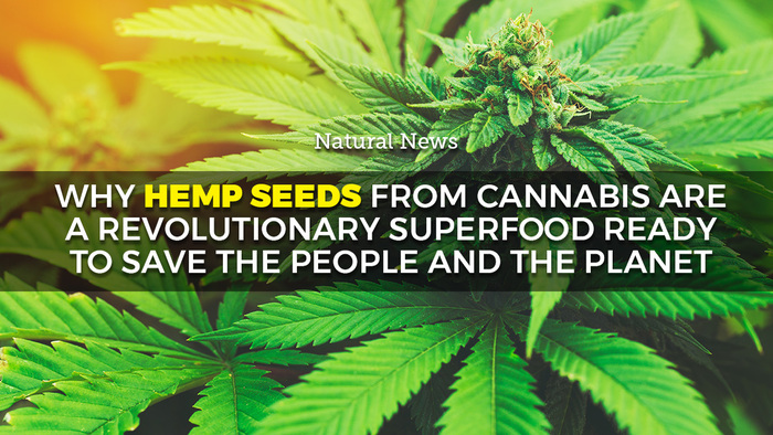 Why hemp seeds from cannabis are a revolutionary superfood ready to save the people and the planet