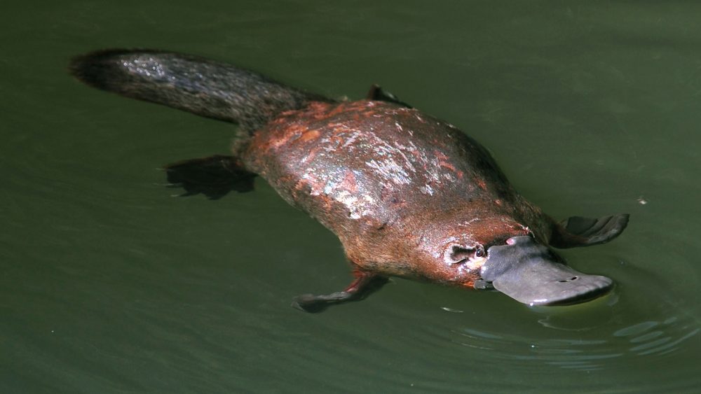 An unlikely hero in antibiotic resistance: Platypus milk could be used to fight superbugs