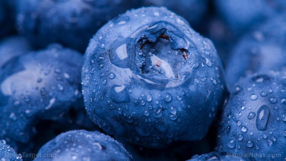 Don’t judge a berry by the color of its skin: Conventional production methods may result in firmer, bluer berries but organic methods retain the most nutrients