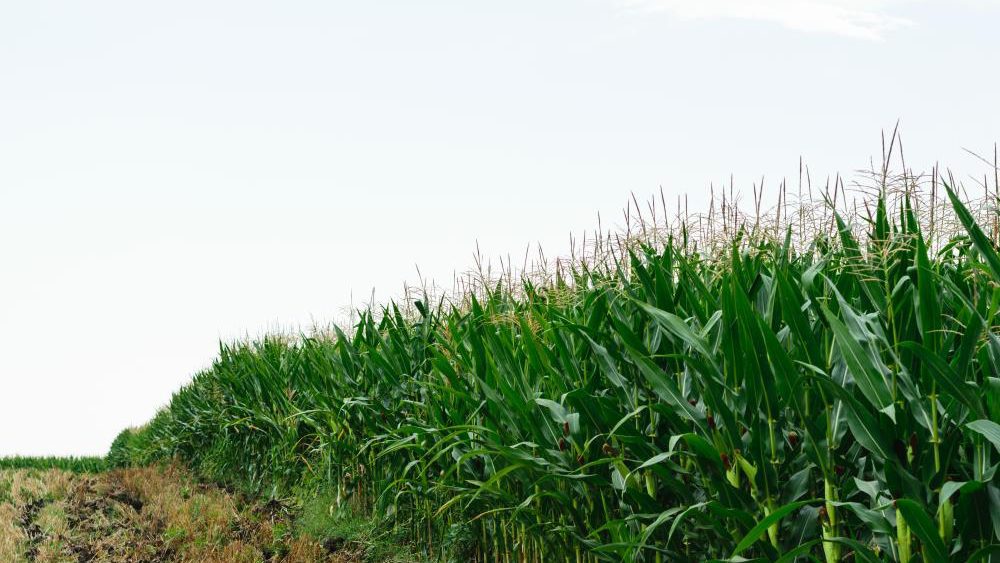 Recent analysis finds that atrazine is contaminating the drinking water in corn-growing areas of the Midwest and beyond