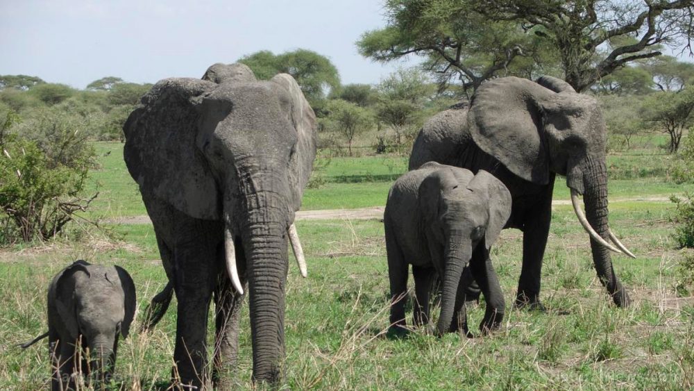 Elephants have a gene that makes them resistant to cancer: Scientists find we have it too