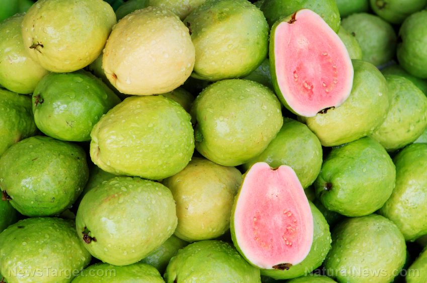 Guava’s nutritional and medicinal health benefits confirmed in another study, thanks to its antioxidant content