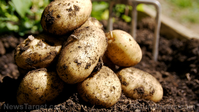 How to grow potatoes in a bucket
