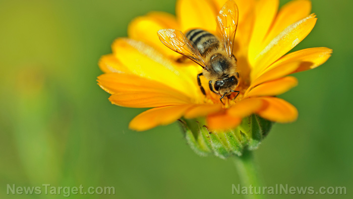 Biologists: Pesticide regulations designed to protect bees are failing