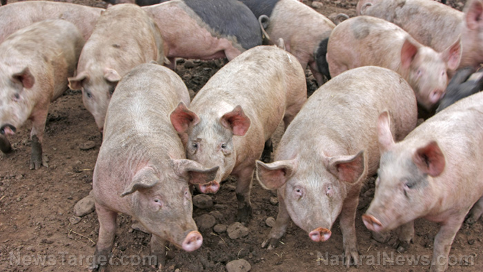 Probiotics can improve swine gut health and effective use of nutrients