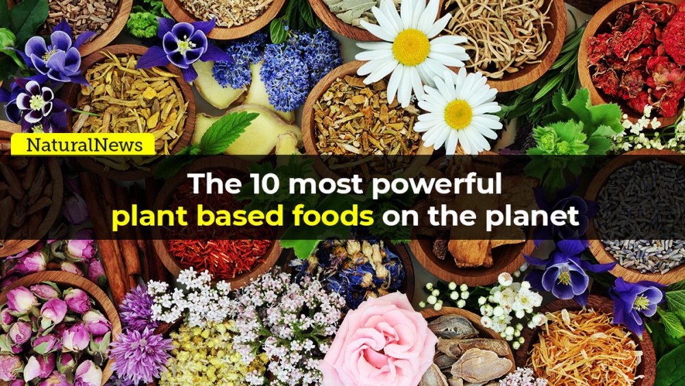 From the Health Ranger Store: The 10 most powerful plant-based foods on the planet