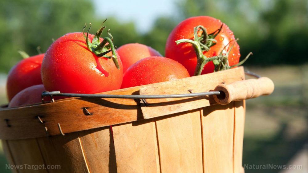 Tomato extracts KILL stomach cancer cells, new study shows