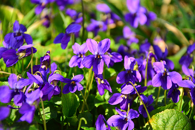 Wild violets are useful plants that can help the smart prepper survive