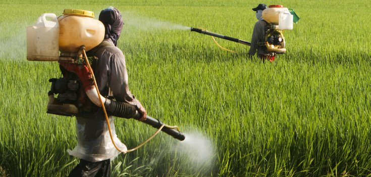 Explosive new analysis reveals that farmers are spraying glyphosate on crops right before harvest