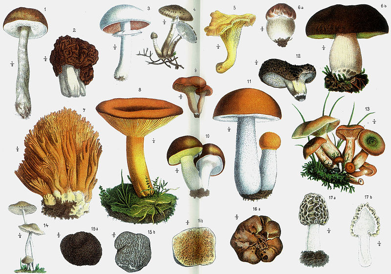 Research concludes that over 10 types of mushrooms can boost brain function, helping prevent dementia