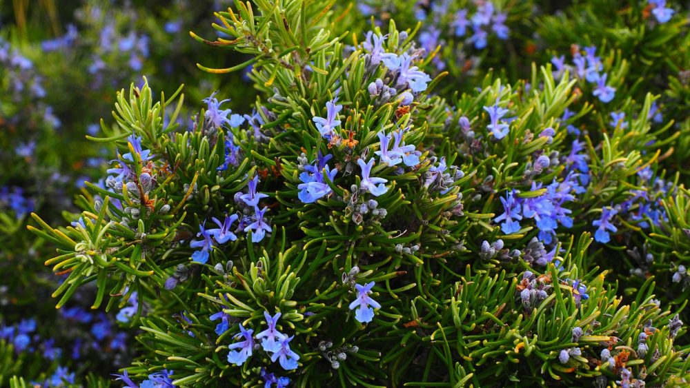 One of the most esteemed herbs in the culinary world, rosemary is also a powerhouse in traditional medicine