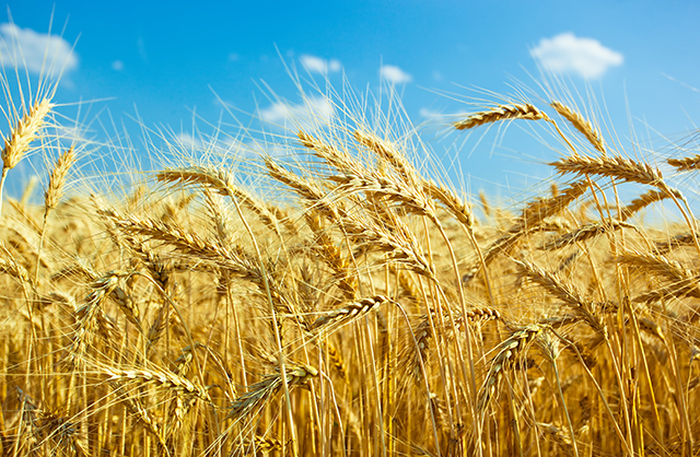 Explaining the science on why wheat consumption leads to psychiatric conditions like schizophrenia