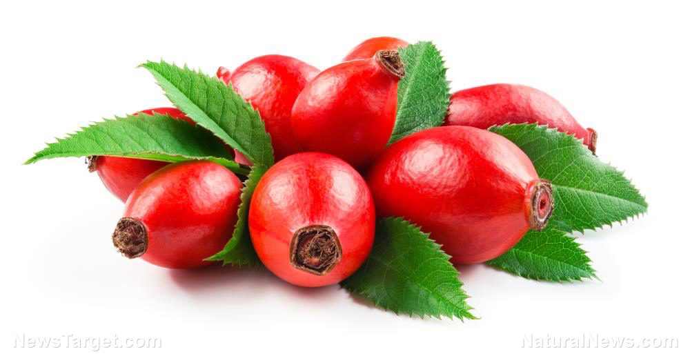 Rosehips reduce inflammation and fight off chronic disease symptoms