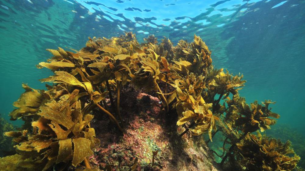 Study reveals the stunning secrets of SEAWEED and its role in human brain evolution
