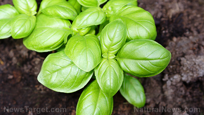 Basil is a healthy, minty treat – especially for those looking to cut back on their cholesterol levels