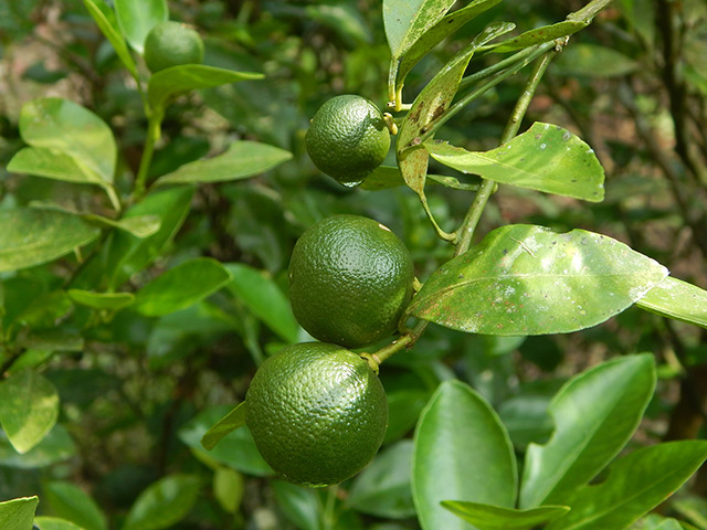 Calamansi, a fruit found in Southeast Asia, is good for oral health and the immune system – and that’s just for starters