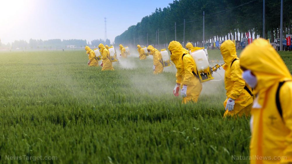 A peek behind the (toxic) curtain: Here’s why glyphosate is sprayed on food crops before harvest