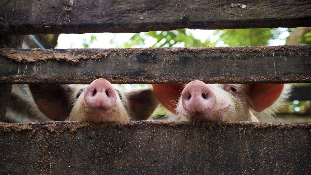 Swine Fever DEVASTATING China’s Pork Industry – over one-third of pigs now DEAD