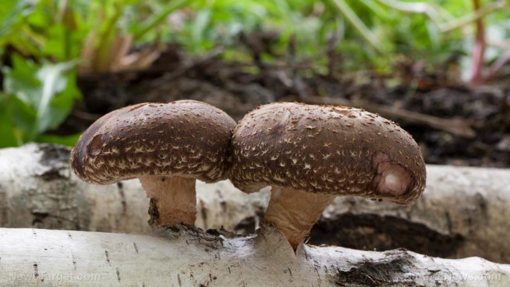 Shiitake mushrooms are a powerful medicinal superfood