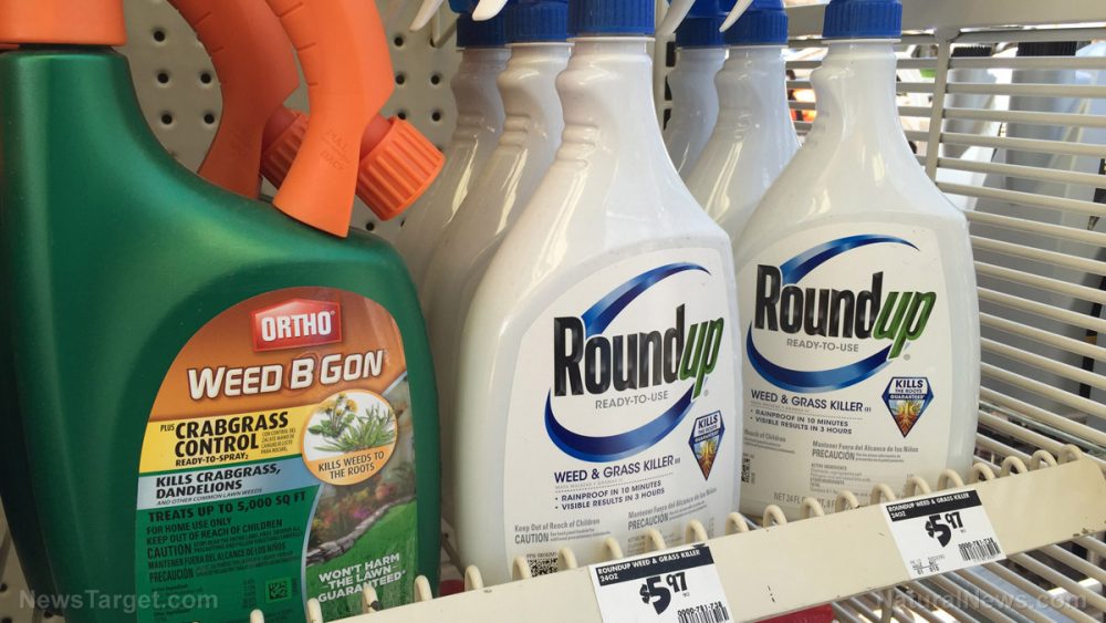 The dangers of glyphosate, the endocrine-disrupting synthetic herbicide