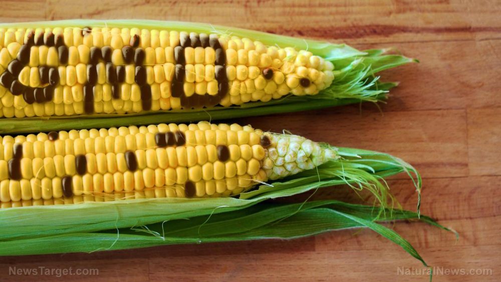 GMO corn driving up use of dangerous pesticides
