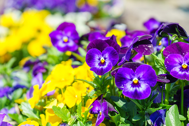 Decorate your plate: 10 Beautiful and edible flowers that offer many health benefits