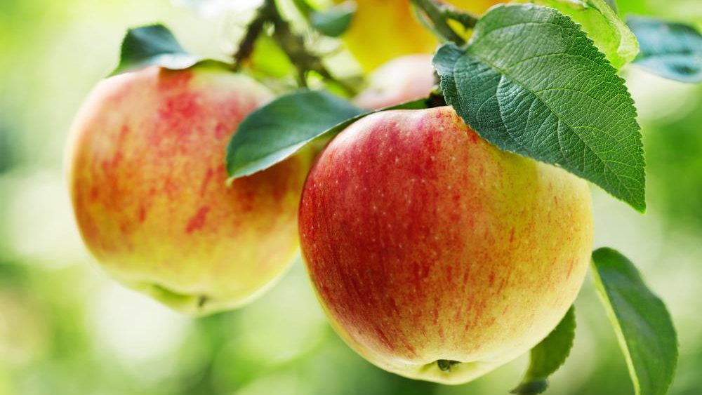 Apple extract can promote stem cell regeneration and help maintain homeostasis