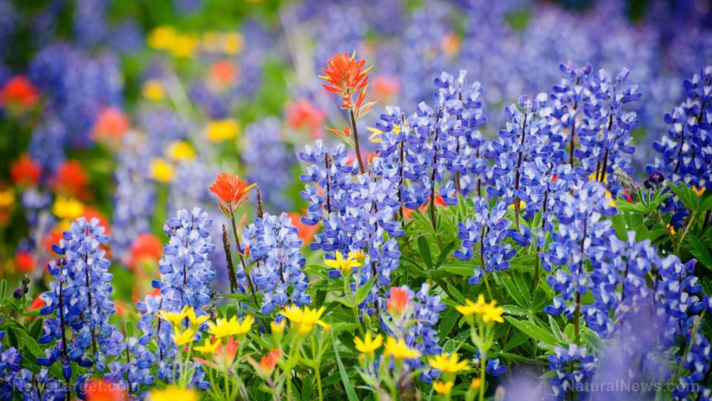 More proof biodiversity reduces the need for chemicals: Leaving strips of wildflowers across fields of crops reduces pesticide use