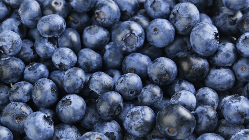 Blue is good for the blood: Study finds eating blueberries improves blood vessel function