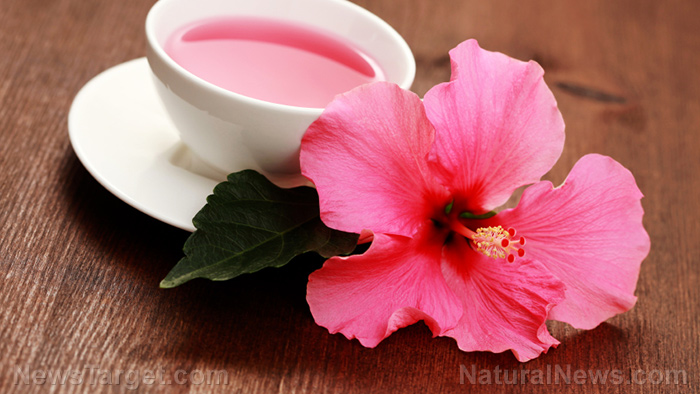 Hibiscus tea improves blood flow, reduces risk of cardiovascular disease